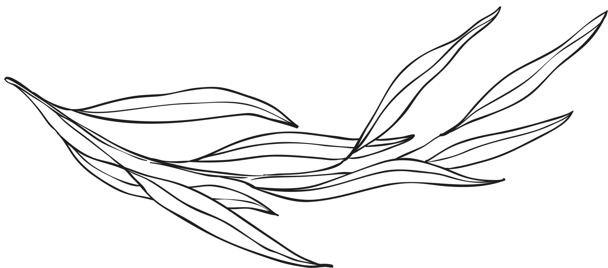 Floral graphic of leaves